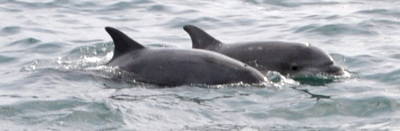 Dauphins près de St‑Cast